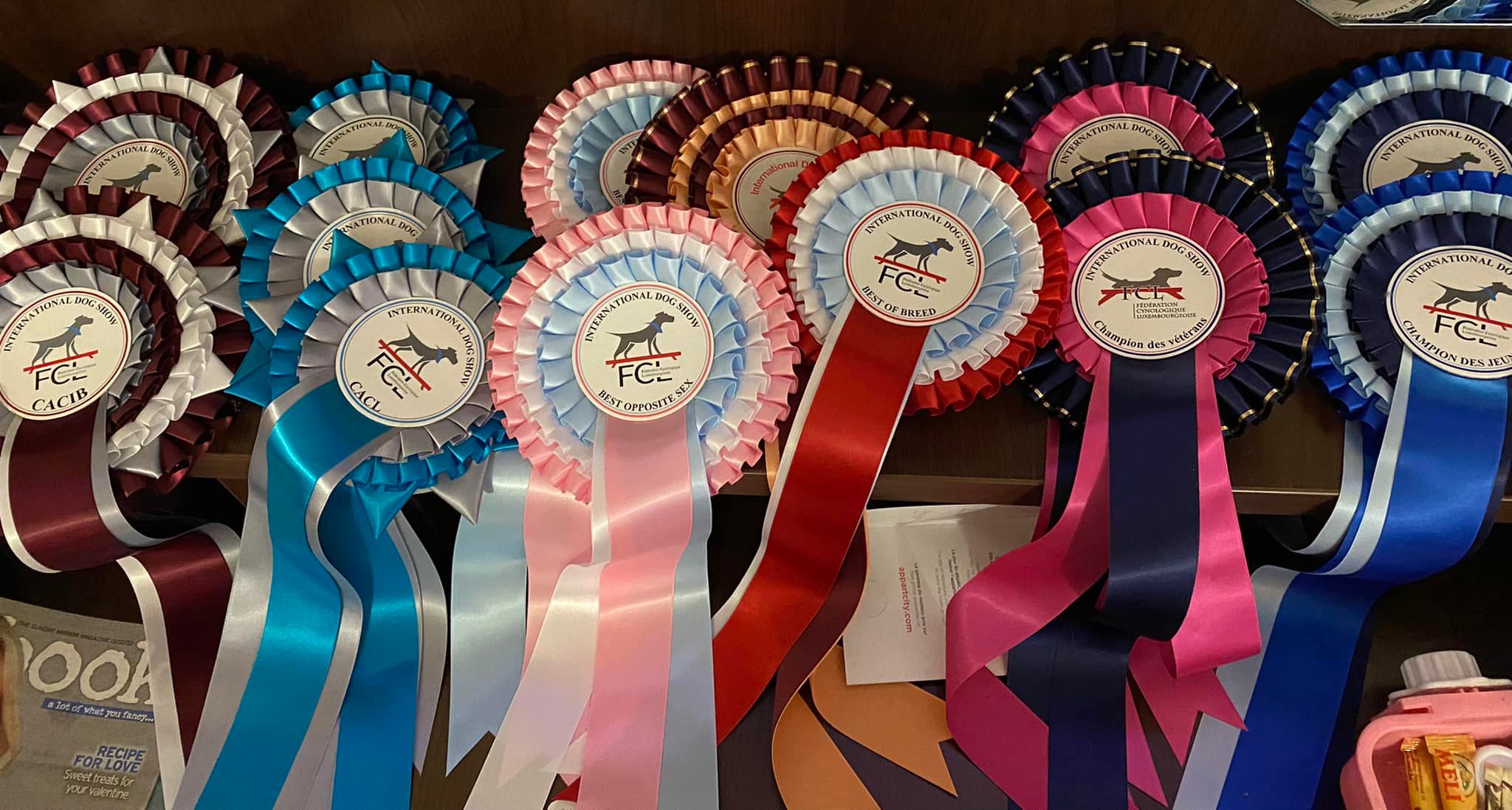 English Toy Terrier awards