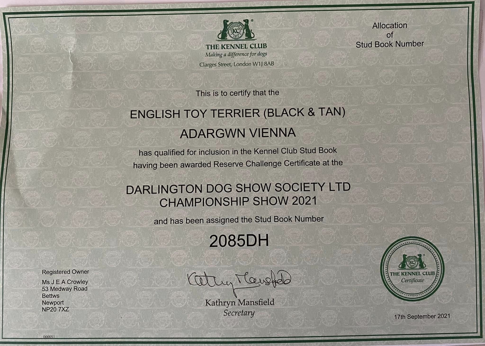 English Toy Terrier award